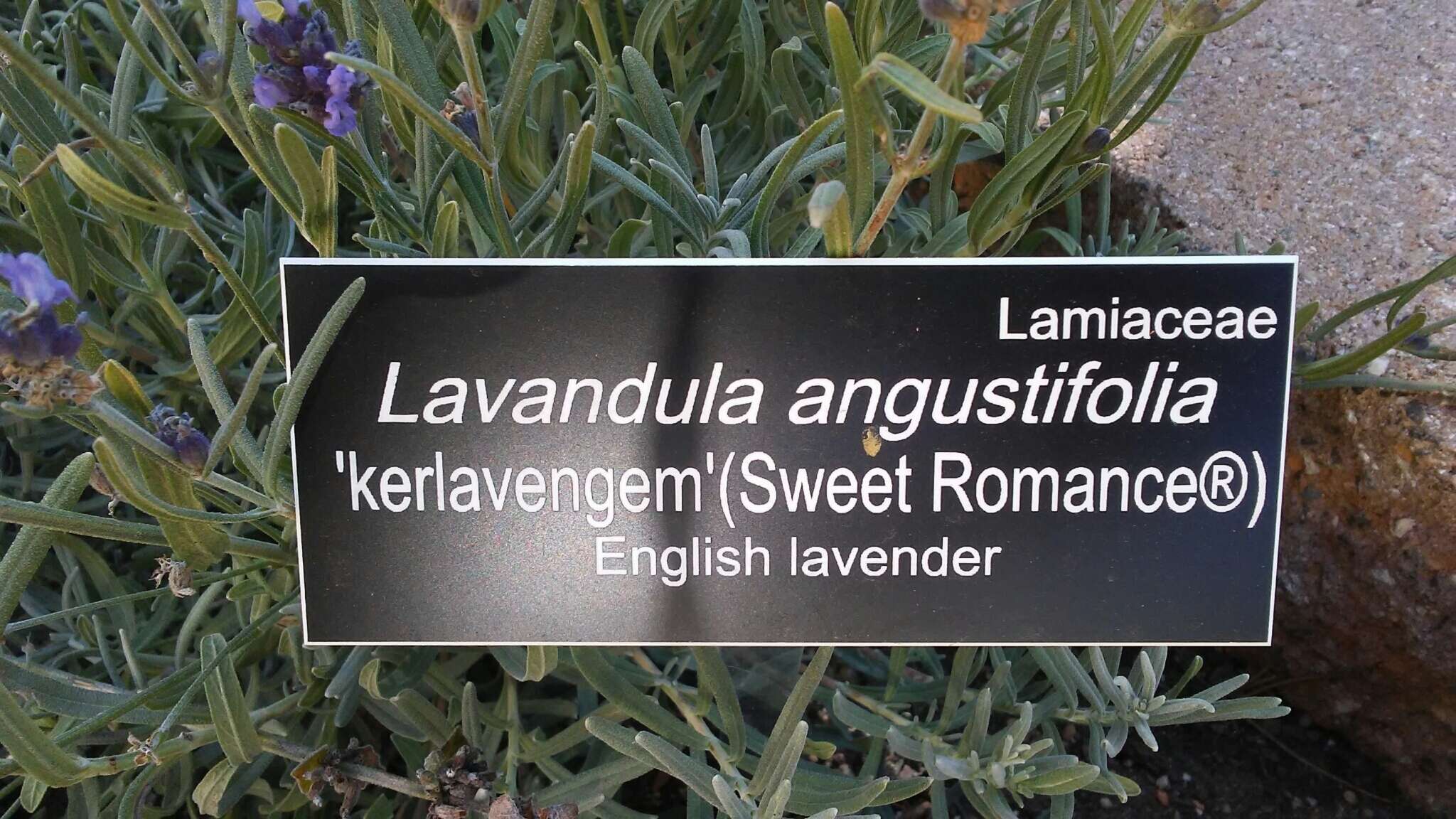 Image of English Lavendar