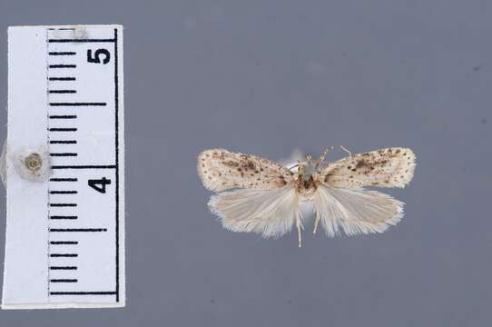 Image of Depressaria Haworth 1811