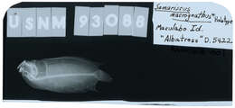 Image of Large-mouth righteye flounder