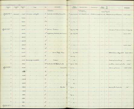 Arremonops conirostris conirostris (Bonaparte 1850)的图像