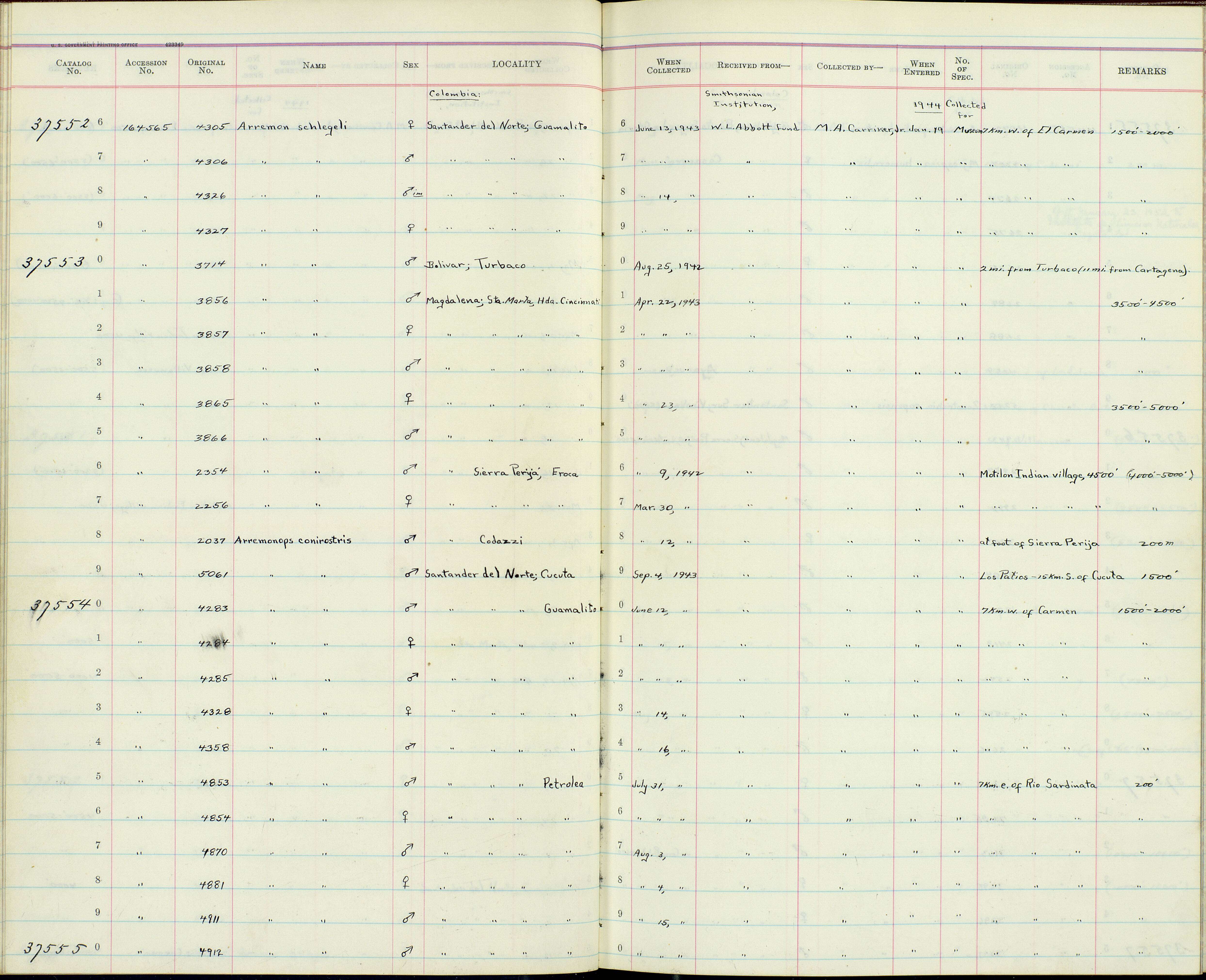 Plancia ëd Arremonops conirostris conirostris (Bonaparte 1850)