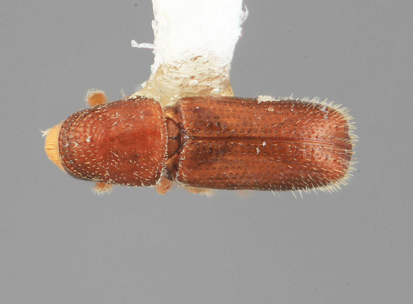 Image of Pseudopityophthorus colombianus Wood 1971