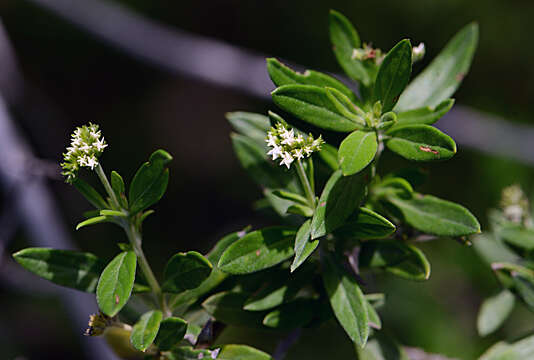 Image de Euploca calcicola (Fernald) J. I. M. Melo