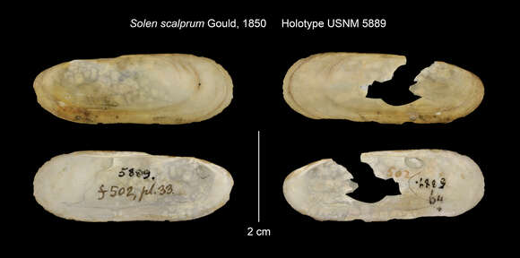 Sivun Cultellus subellipticus Dunker 1862 kuva