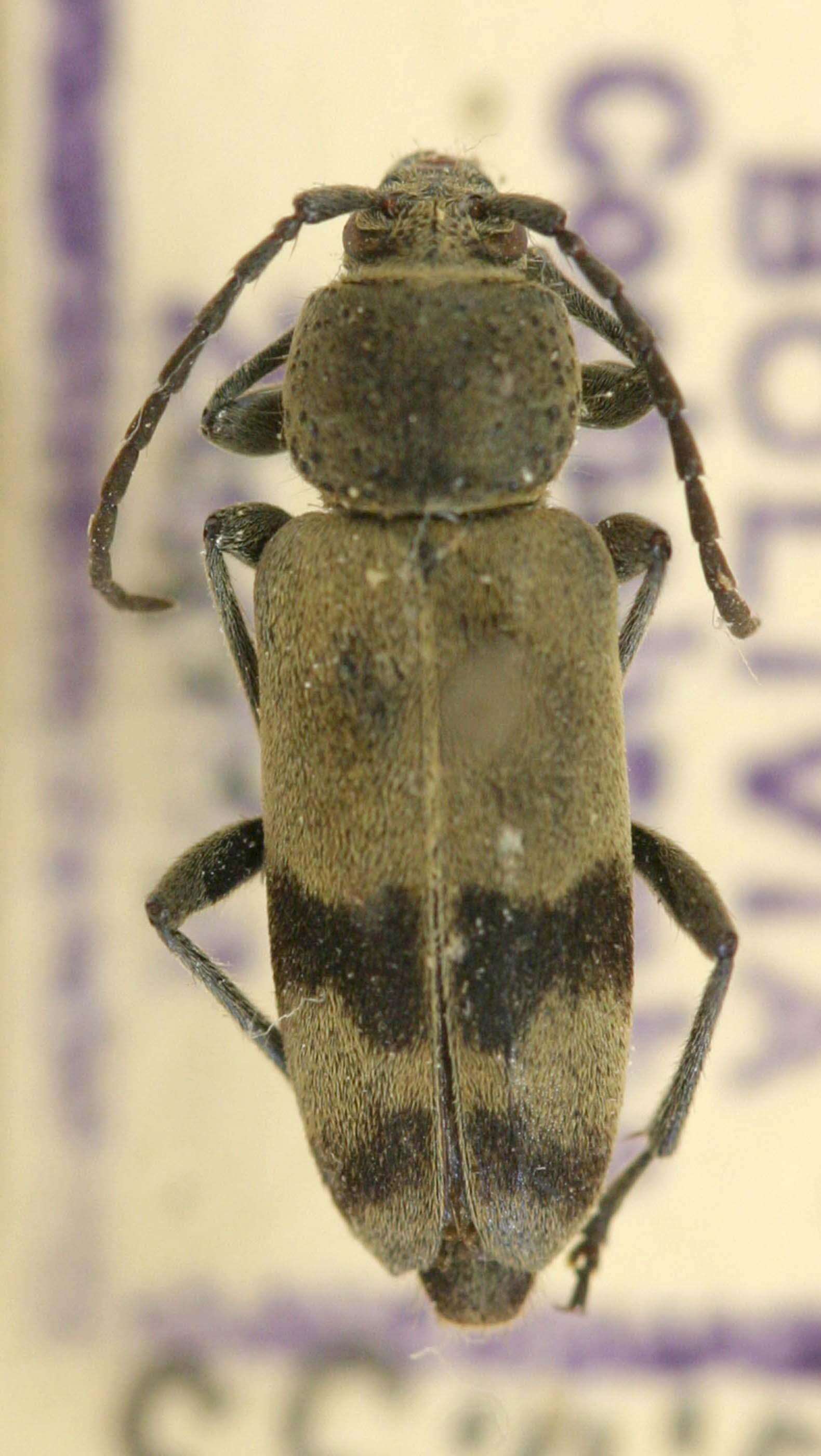 Image of Megacyllene horioni Tippmann 1960