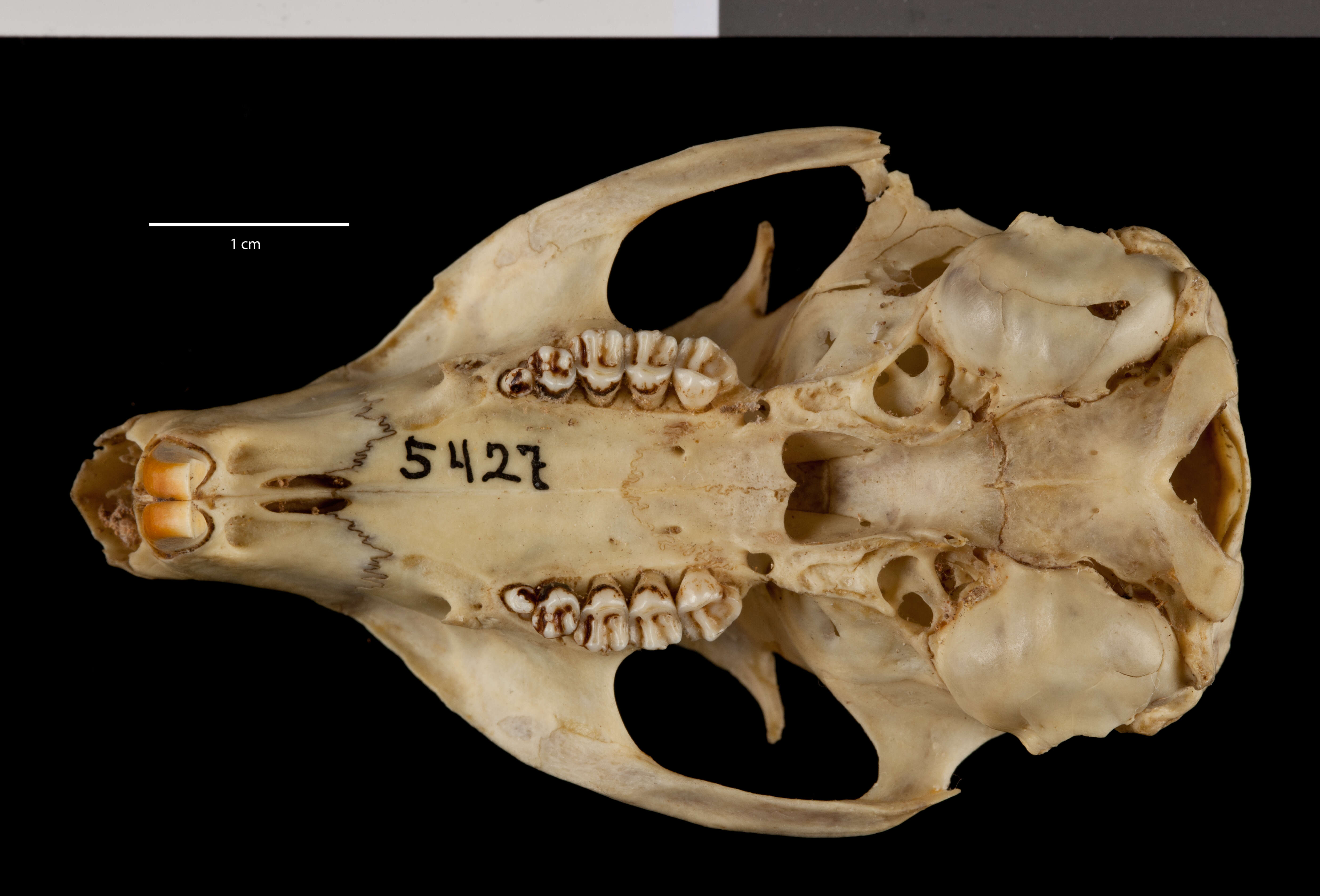 صورة Otospermophilus variegatus utah (Merriam 1903)