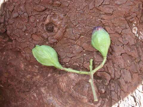 Image of Involute Sandalwood