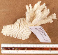 Image of Thin finger coral