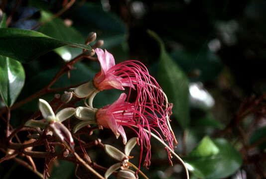 Image of Jamaican Capertree