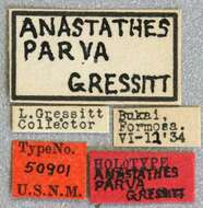 Anastathes parva Gressitt 1935 resmi