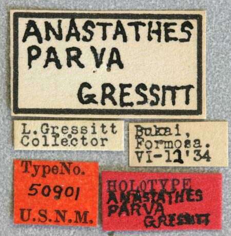 Imagem de Anastathes parva Gressitt 1935