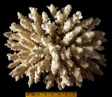 Image of Madrepora cerealis Dana 1846