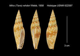 Image of Cancilla rehderi (J. H. Webb 1958)