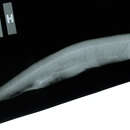Image of Scaleless black dragonfish