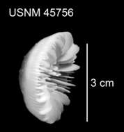 Plancia ëd Stephanocyathus (Stephanocyathus) paliferus Cairns 1977