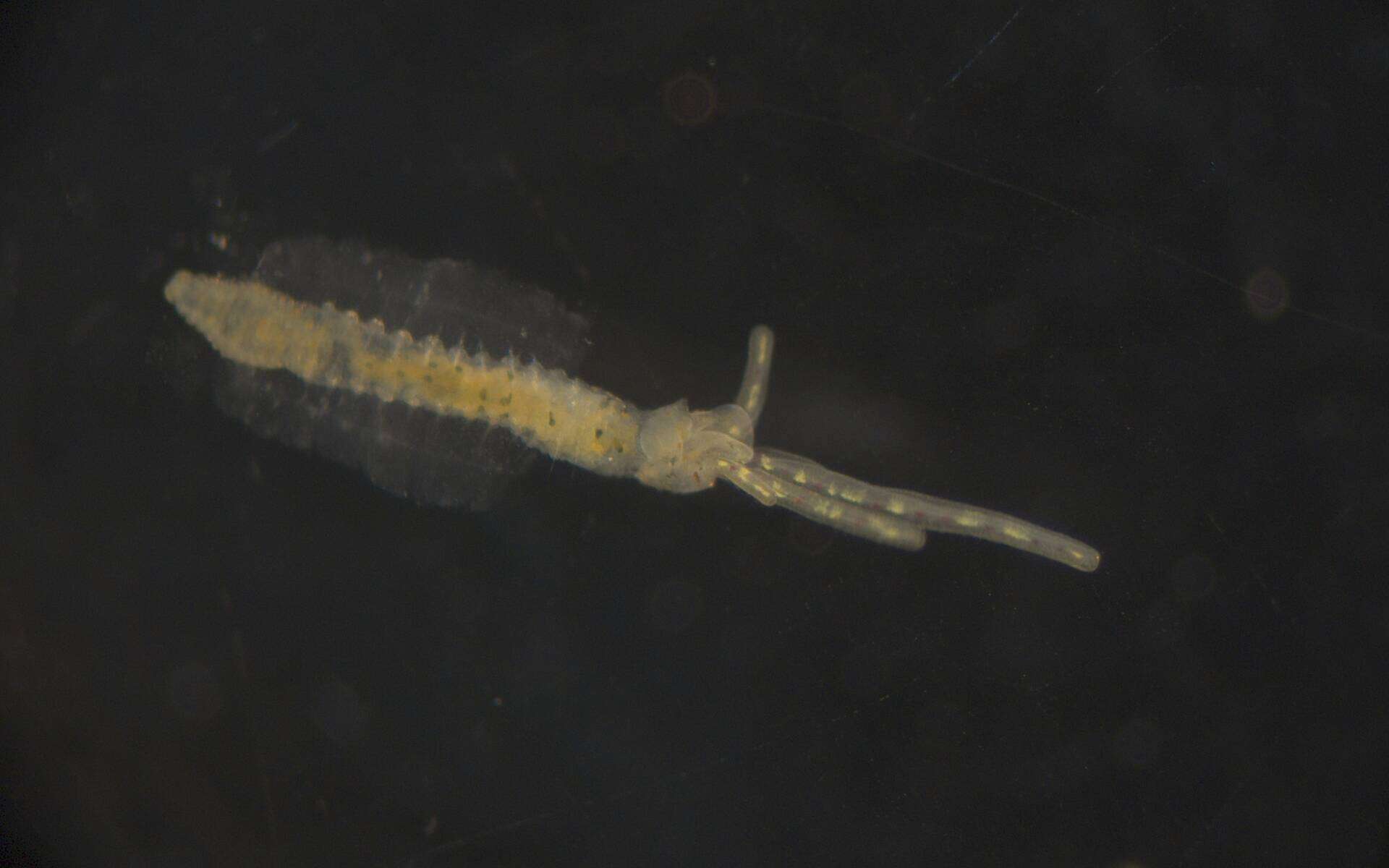 Image of Terebellidae