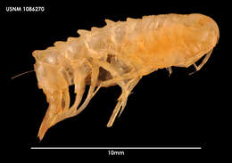 Image of amphipods
