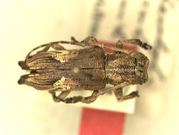 Image of Pterolophia benjamini Breuning 1938