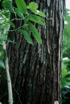 Image of West Indian Walnut (=Nogal)