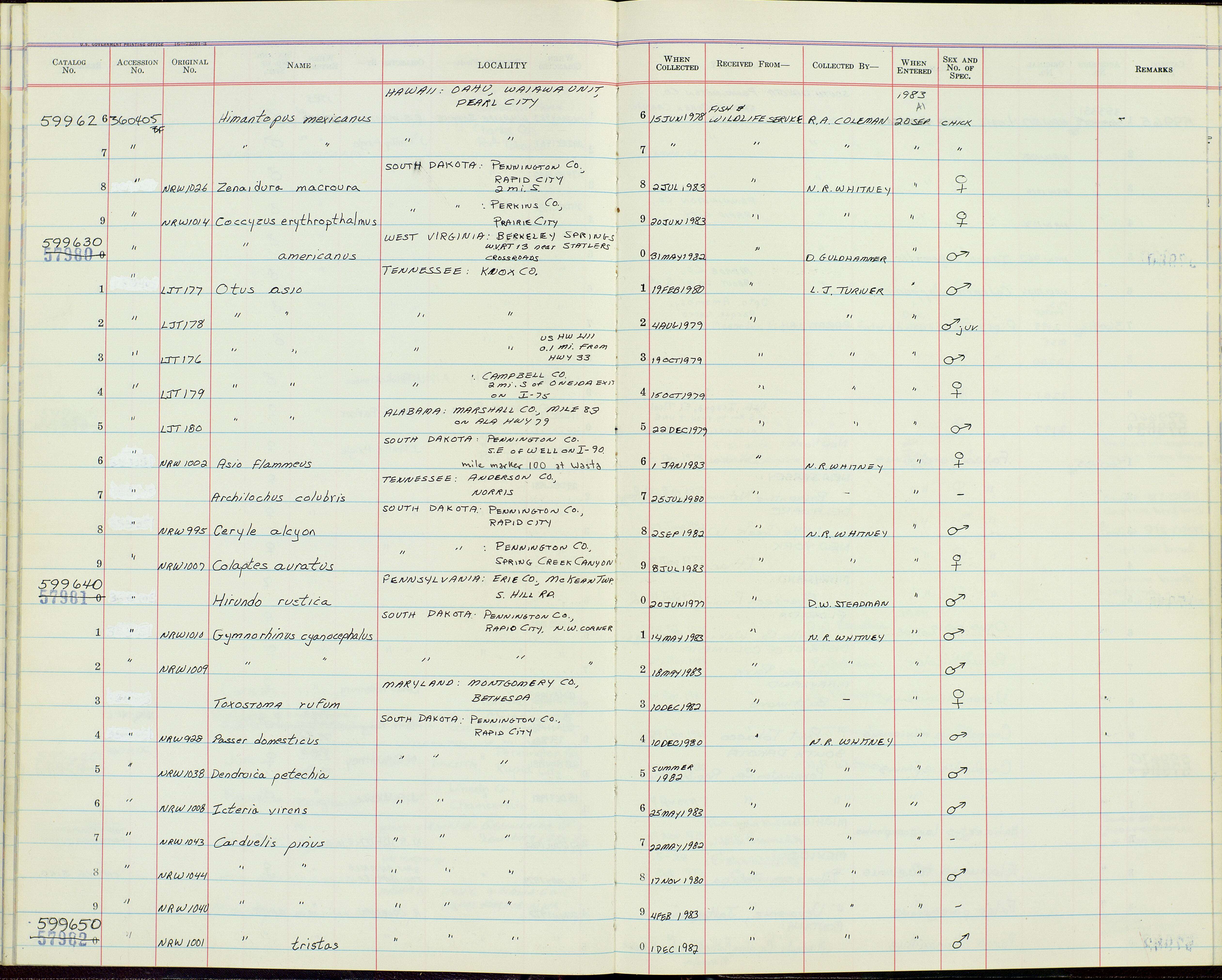 Image of Otus asio asio