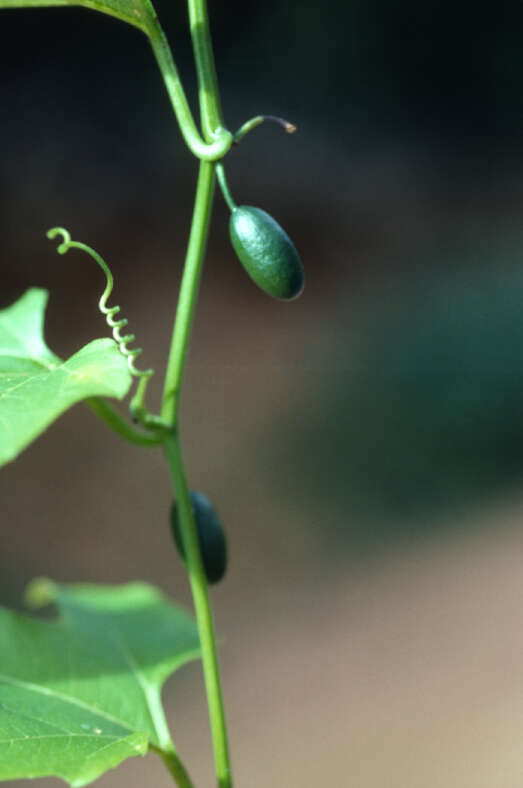 Image of American Melonleaf