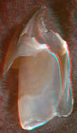 Image of arrow-finned squid