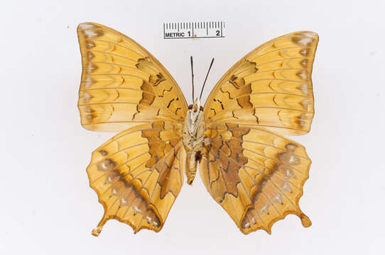 Charaxes kahruba resmi