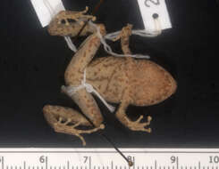 Imagem de Pristimantis floridus (Lynch & Duellman 1997)