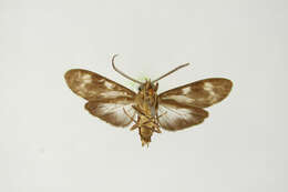 Image of Eucereon cincta Schaus 1896