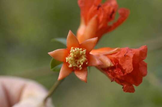 Image of pomegranate