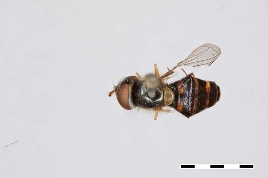 Image de Syrphus genualis Williston