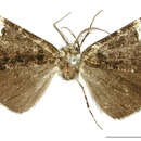 Image of Cargolia albipuncta Schaus 1901