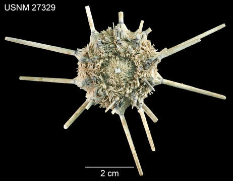 Image of Stereocidaris leucacantha A. Agassiz & H. L. Clark 1907