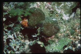 Image of Codium adhaerens