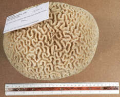 Image of Thin finger coral