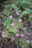 Image of Mimosa quadrivalvis var. angustata (Torr. & A. Gray) Barneby