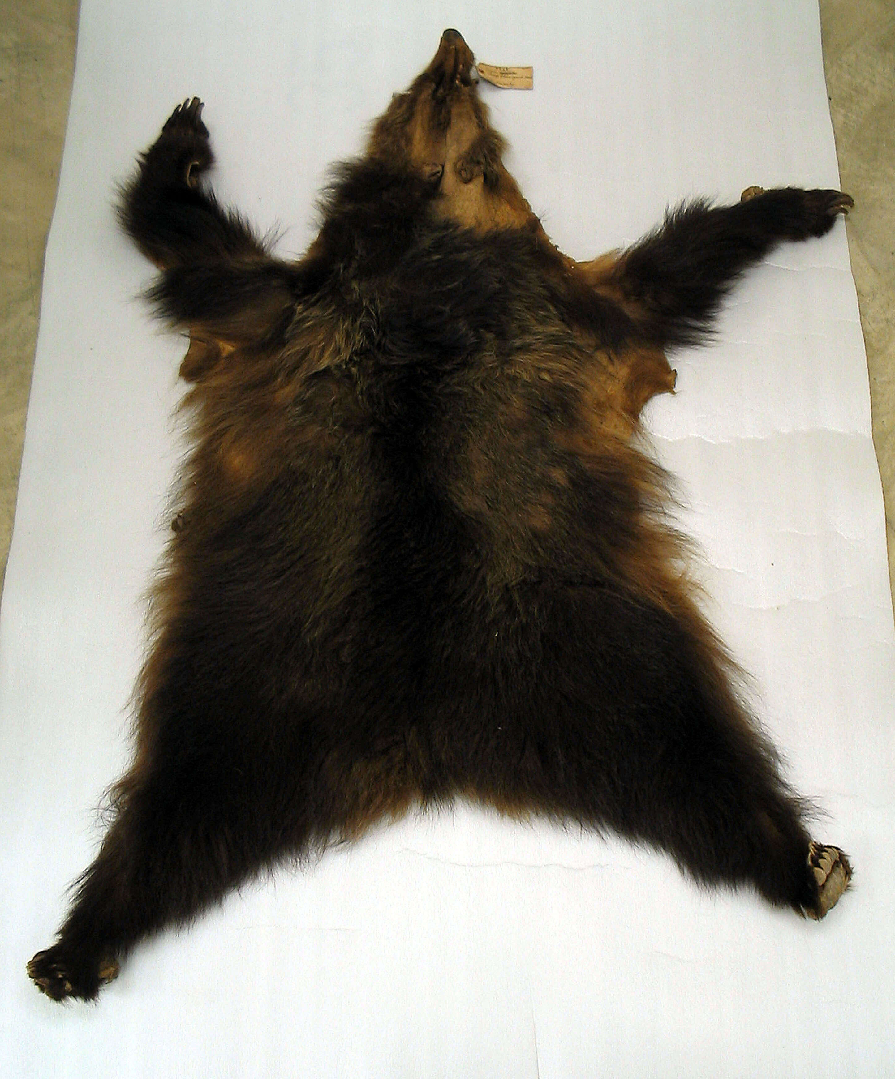 Image of Brown Bear