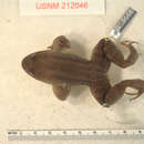Plancia ëd Leptodactylus silvanimbus McCranie, Wilson & Porras 1980