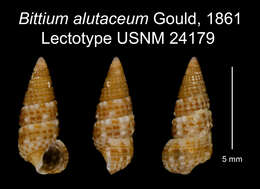 Image of Cerithium alutaceum (Gould 1861)