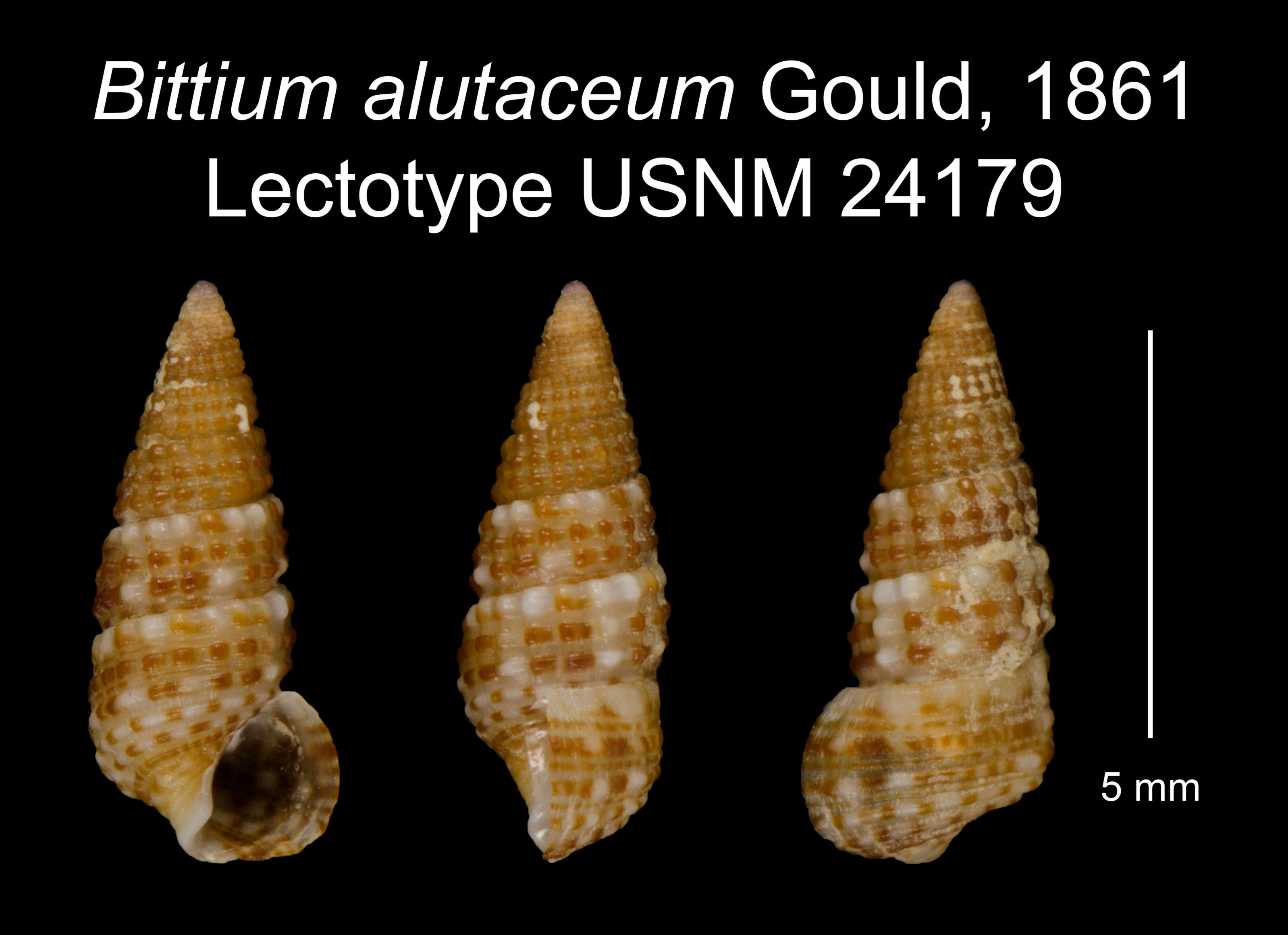 Image of Cerithium alutaceum (Gould 1861)