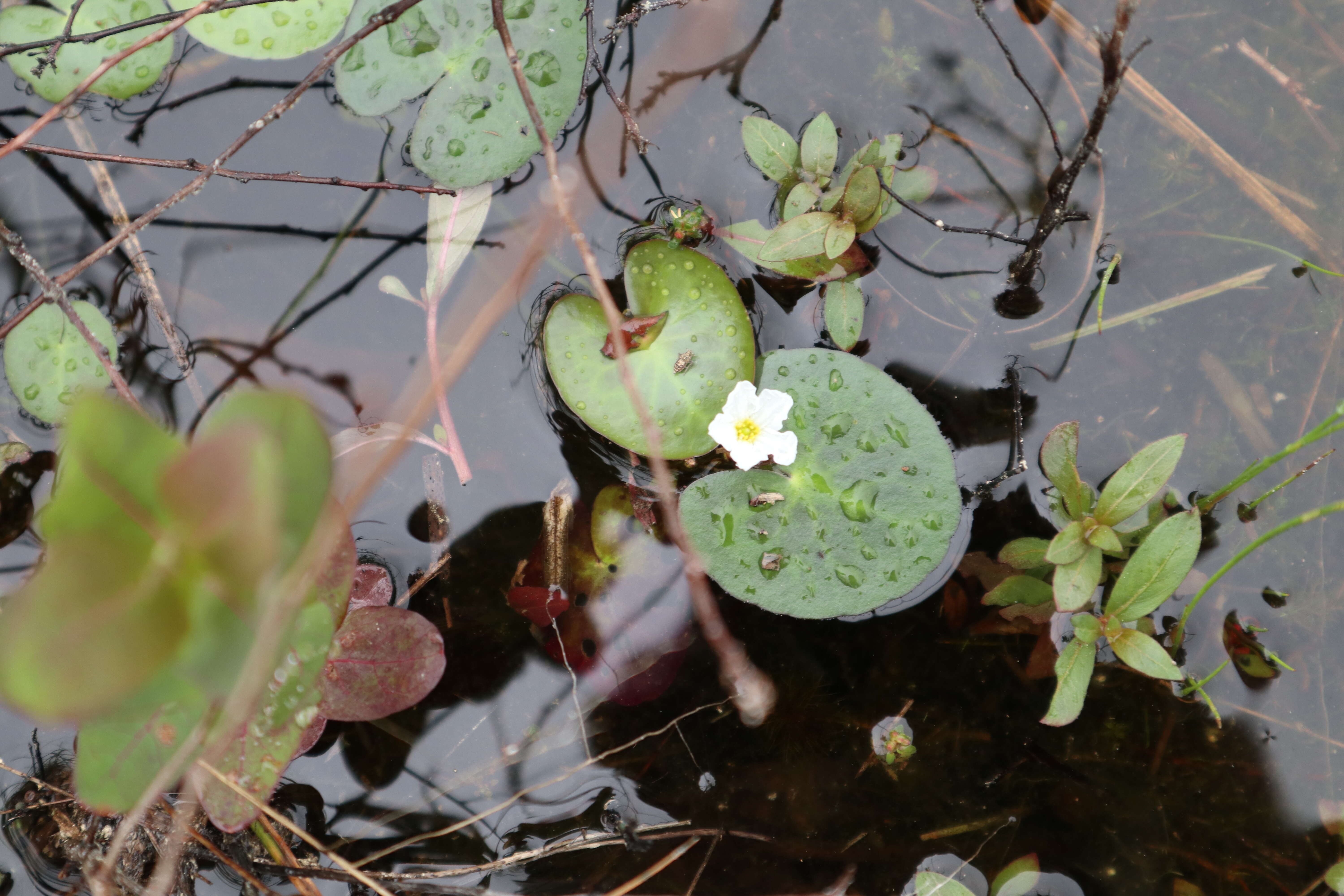 Image of Little Floatingheart