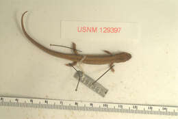 Image of Northern Two-lined Salamander