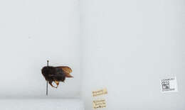 Image of Bombus atripes Smith 1852