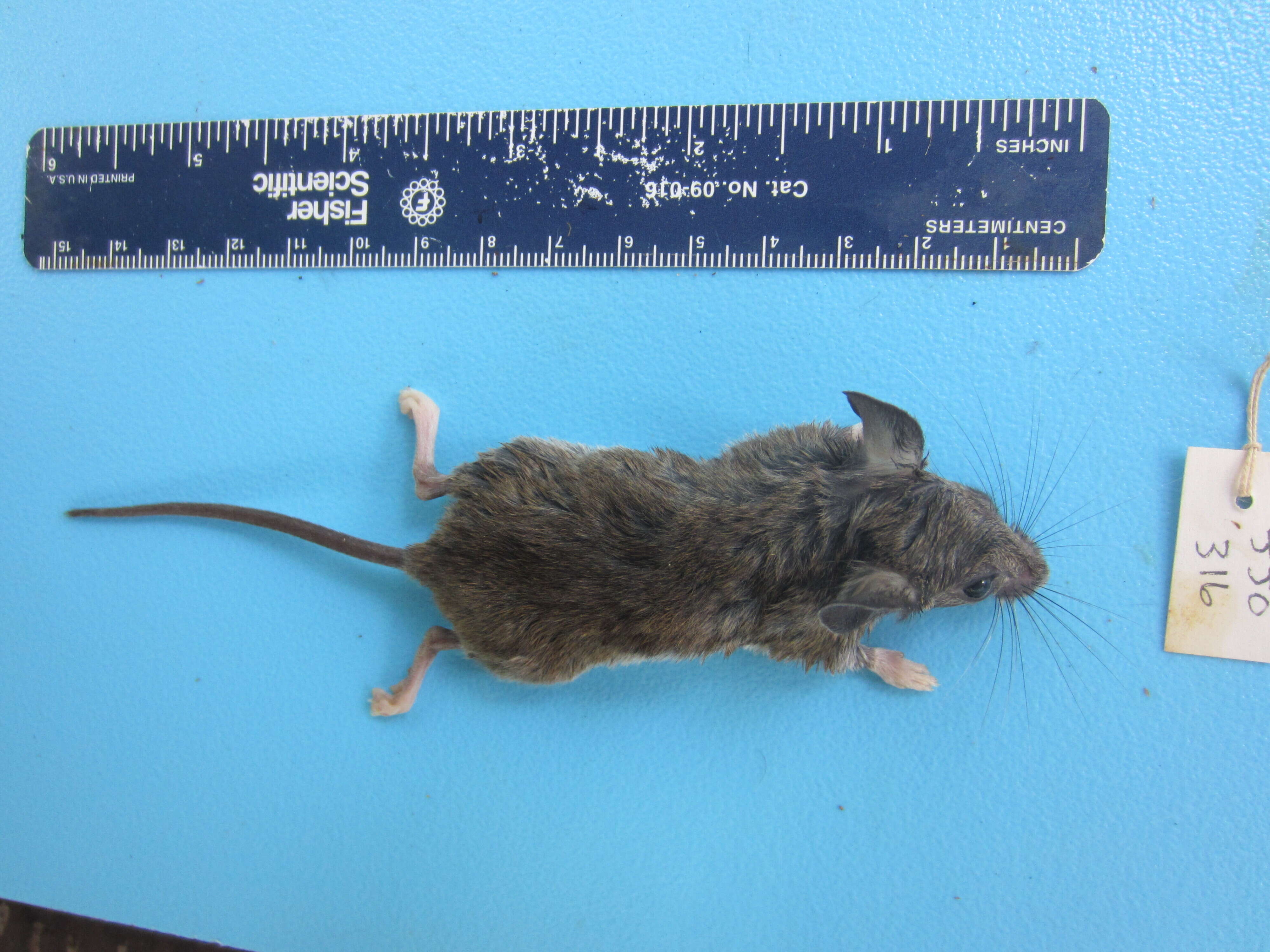 Image of White-footed Deermouse