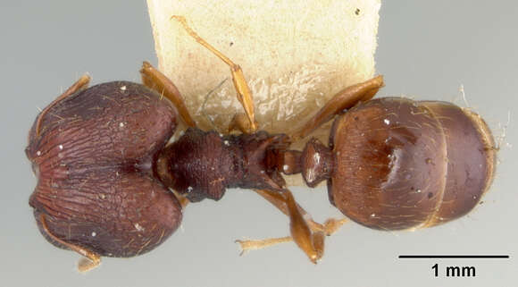 Image of Pheidole caldwelli Mann 1921