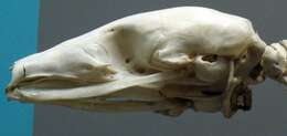 Image of Long-tailed Pangolin