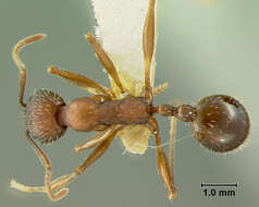 Image of Aphaenogaster geei Wheeler 1921