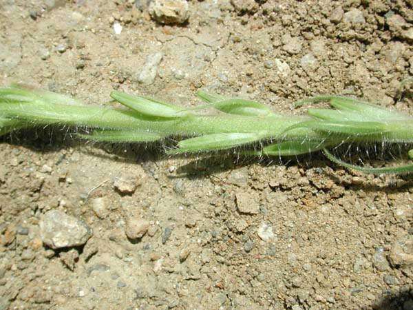 Imagem de Oenothera curtiflora W. L. Wagner & Hoch