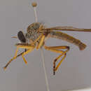 Image of Orophotus pilosus Scarbrough 2004