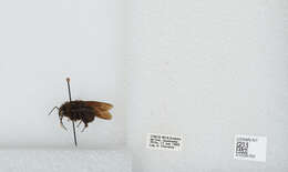 Image of Bombus pullatus Franklin 1913